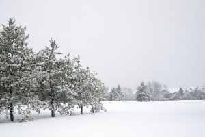 snowy-winter-field-tree-branches-blanket-snow-falling-free-stock-photo