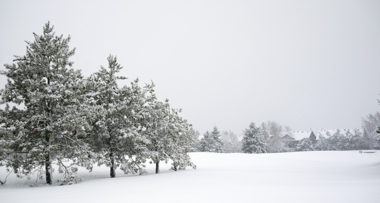 snowy-winter-field-tree-branches-blanket-snow-falling-free-stock-photo