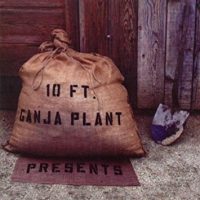 10 ft ganja plant presents